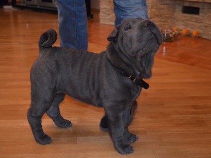 Articol despre culorile din rasa Shar Pei