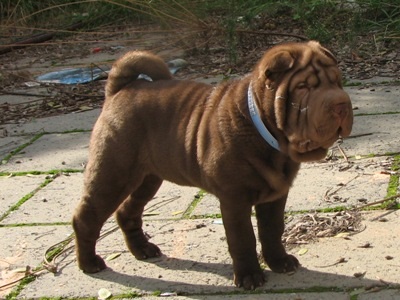 Articol despre culorile din rasa Shar Pei