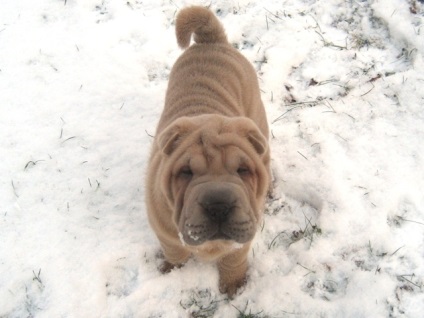 Articol despre culorile din rasa Shar Pei