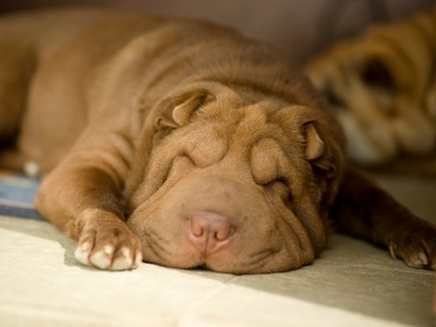 Articol despre culorile din rasa Shar Pei