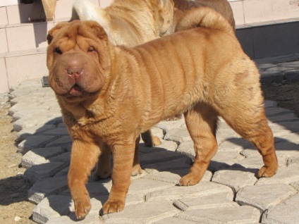 Articol despre culorile din rasa Shar Pei