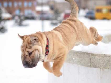 Articol despre culorile din rasa Shar Pei