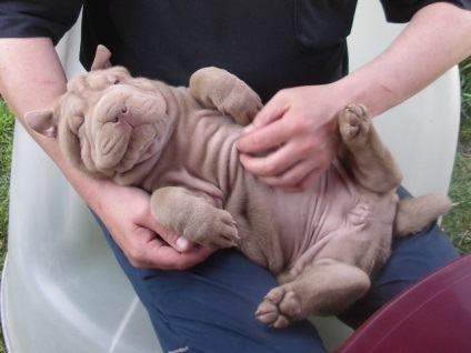 Articol despre culorile din rasa Shar Pei