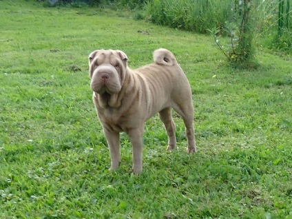 Articol despre culorile din rasa Shar Pei