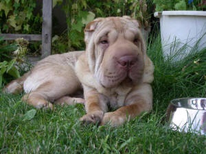 Articol despre culorile din rasa Shar Pei