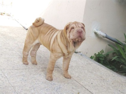 Egy cikk a szín a fajta shar pei