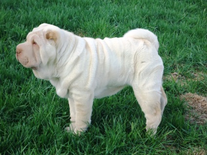 Articol despre culorile din rasa Shar Pei