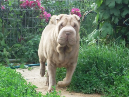 Articol despre culorile din rasa Shar Pei