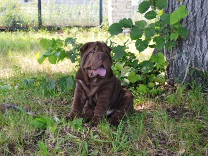 Articol despre culorile din rasa Shar Pei