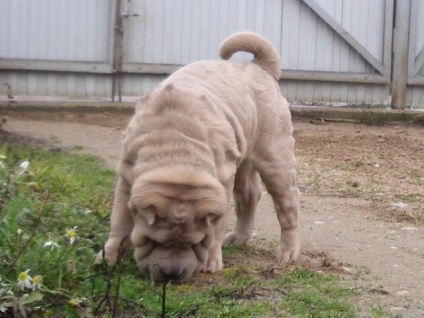 Articol despre culorile din rasa Shar Pei