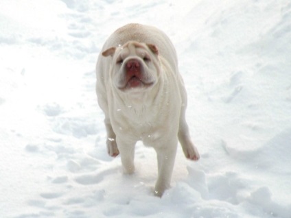 Articol despre culorile din rasa Shar Pei