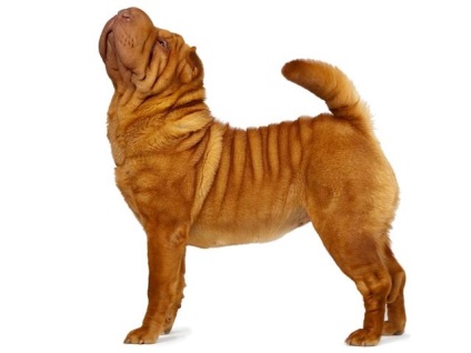 Articol despre culorile din rasa Shar Pei