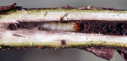 Sesiidae касис за контрол и превенция