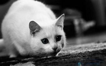 Странно опашката котка - отговори и съвети на вашите въпроси