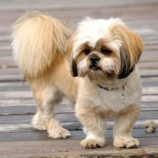 Tunsul lui Lhasa Apso, tunsul diferitelor rase de caini