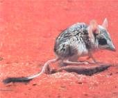 Marsupial jerboa