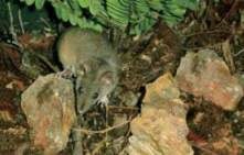 Marsupial jerboa