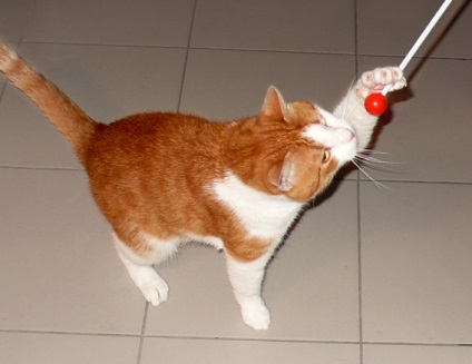 Training-ul tinta pentru pisici cum sa invete o pisica sa urmeze o tinta