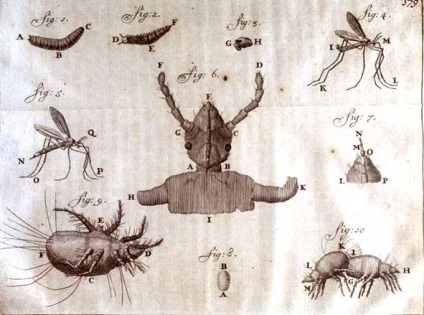 Secrets of Nature, nyissa Antony Leeuwenhoek használatával mikroszkópok