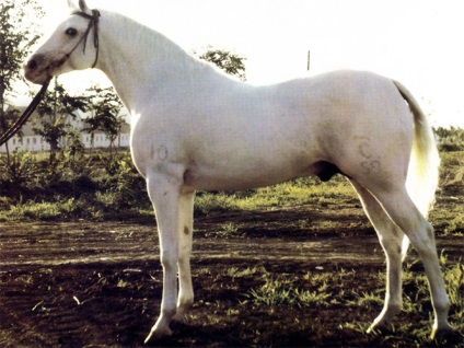 Rasa Terskaya de cai exterior, personaj și fotografie, caii mei