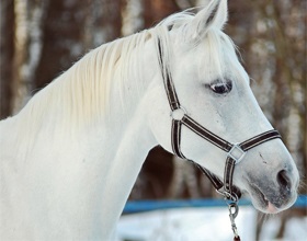 Терская порода коней екстер'єр, характер і фото, мої конячки