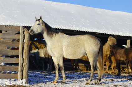 Rasa Terskaya de cai exterior, personaj și fotografie, caii mei