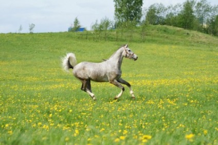 Терская порода коней фото, опис, історія походження - сайт про коней