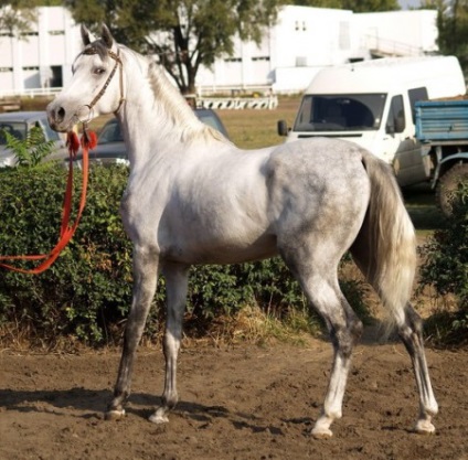 Терская порода коней фото, опис, історія походження - сайт про коней