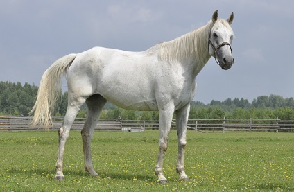 Terskaya rasă de cai descriere, caracteristică, fotografie