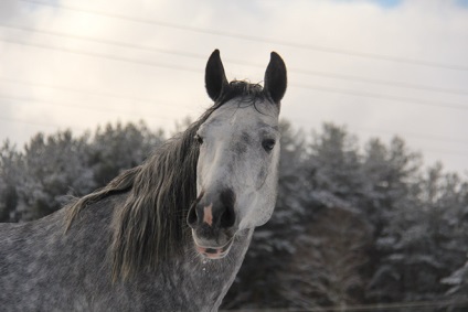 Terskaya rasă de cai descriere, caracteristică, fotografie