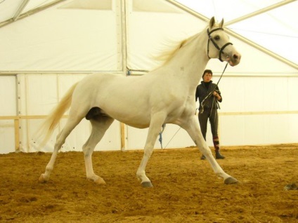 Терская порода коня фото і відео, характеристики і опис, історія