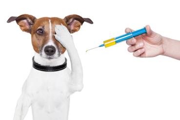 Техніка та шляхи введення лікарських засобів тваринам - студопедія