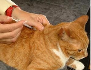 Tehnici și modalități de administrare a medicamentelor la animale - stadopedia