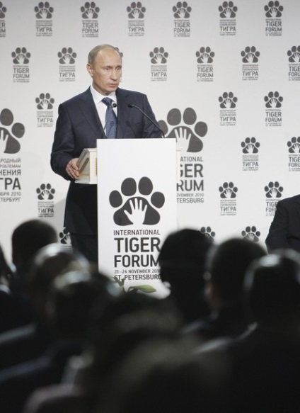 Tiger Forum St. Petersburg - Hírek képekben