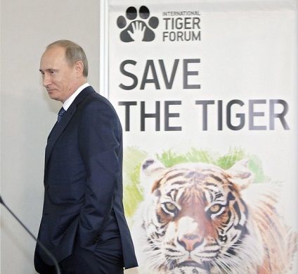 Tiger Forum St. Petersburg - Hírek képekben