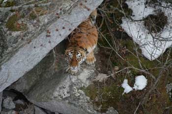 Tiger Corner ökológiai sajtó friss szellő tengerparton - szól vadmacska a Távol-Keleten