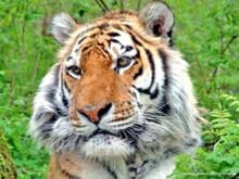 Тигровий куточок екологічної газети свіжий вітер примор'я - все про диких кішок далекого сходу