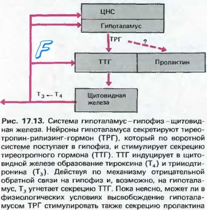 Тиреотропін (тиреотропний гормон, ТТГ)