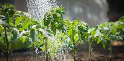 Roșiile trăiesc în seră ce să facă, roșii, fotografii, video