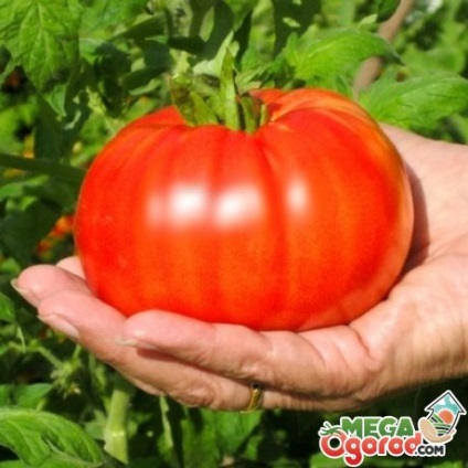 Tomato orlice f1 creștere și evaluări de rating