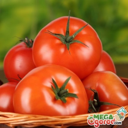 Tomato orlice f1 creștere și evaluări de rating