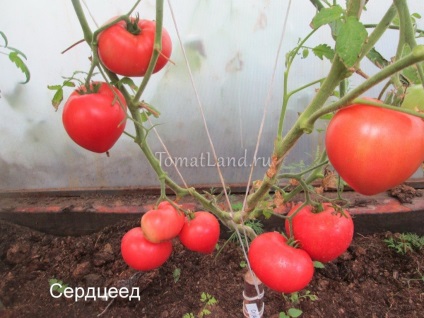 Tomato smoothie отзывы, фото, урожайность