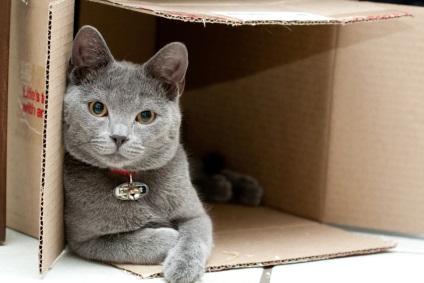 Топ-5 причин, чому кішки люблять коробки і різні картонні споруди