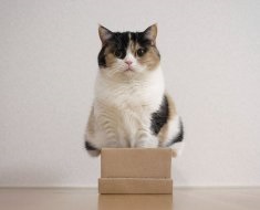 Top 5 motive pentru care pisicile iubesc cutii și diverse construcții din carton