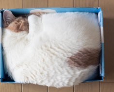 Top 5 motive pentru care pisicile iubesc cutii și diverse construcții din carton
