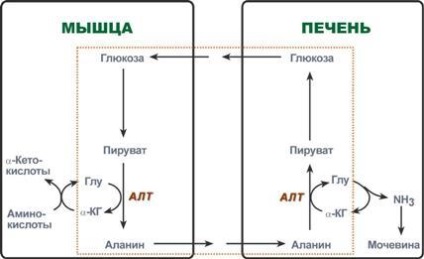 Transportul amoniacului