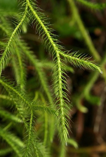 Трава плавун Баранець опис, корисні властивості і застосування