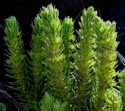 Трава плавун Баранець опис, корисні властивості і застосування