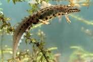 Тритони triturus фото, зображення, харчування, видобуток, спосіб життя, розмноження, ікра