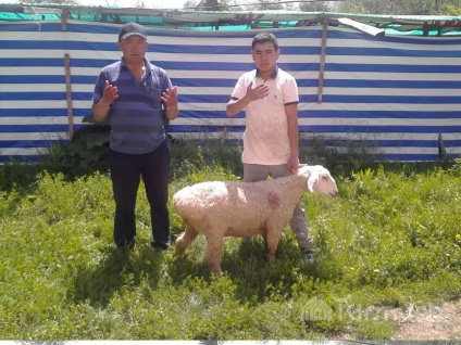 Viața Turmush în regiunile stalbek din Naryn pentru 2.500 de soms pregătește cea mai veche fel de mâncare din kârgâz 